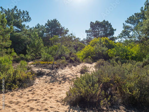 Fishermans trail hiking path in sand dunes at Rota Vicentina coast with green bush and pine trees near Almograve, Portugal. Sunny day, blue sky
