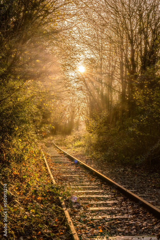 Lovely winter sunshine in woods in Anglesey 