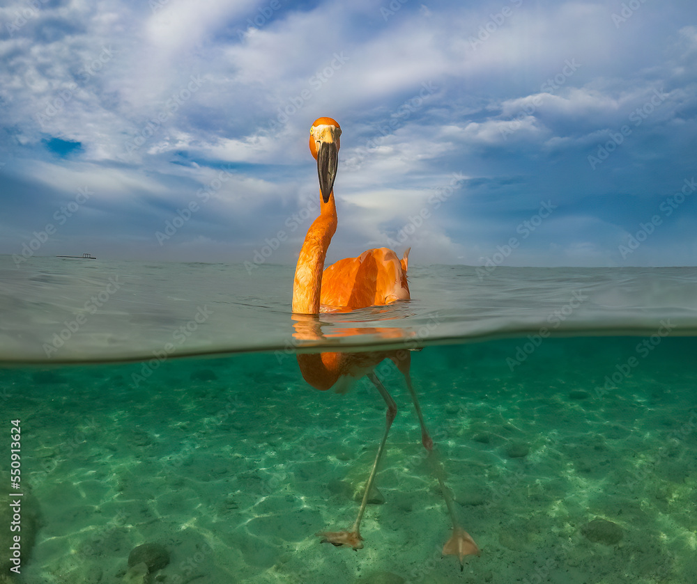 A flamingo swimming in the sea 