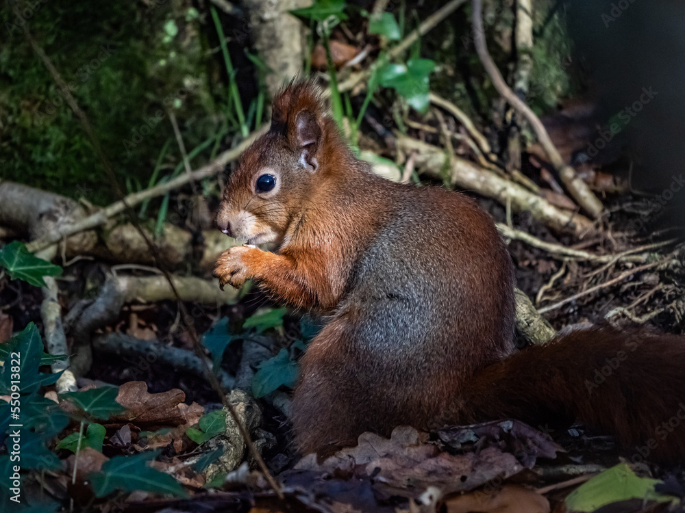 Red Squirrels on the Isle of Anglesey North Wales Red Squirrels on the Isle of Anglesey North Wales