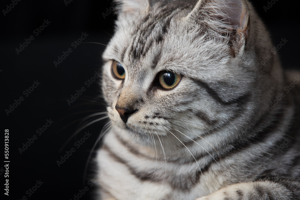 Grey tabby cat at the black background closeup Grey tabby cat at the black background closeup
