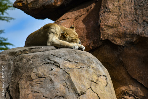 lioness on rock