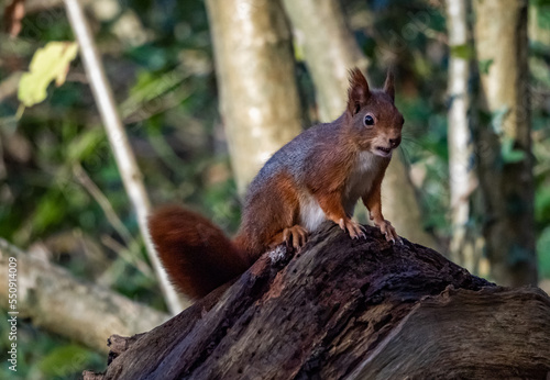 Red Squirrels on the Isle of Anglesey North Wales 