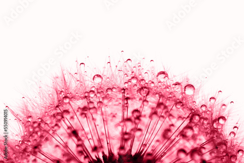 Dandelion in the dew drops on white background, macro. Place for text. Demonstrating Viva Magenta - trendy color of the year 2023 © Anna Efetova