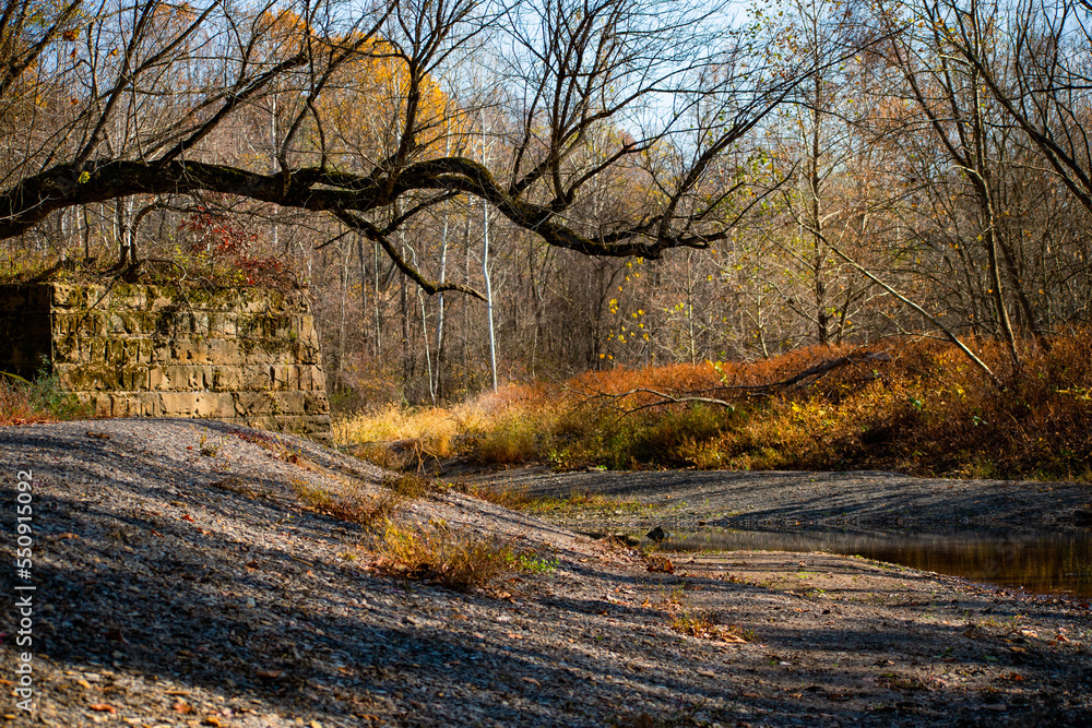 Obraz premium River bed with tree branch parallel to ground. Autumn forest.