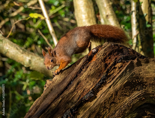 The endangered red squirrel on Anglesey  photo