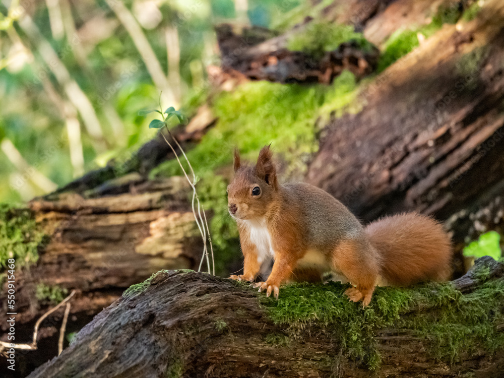 The endangered red squirrel on Anglesey The endangered red squirrel on Anglesey