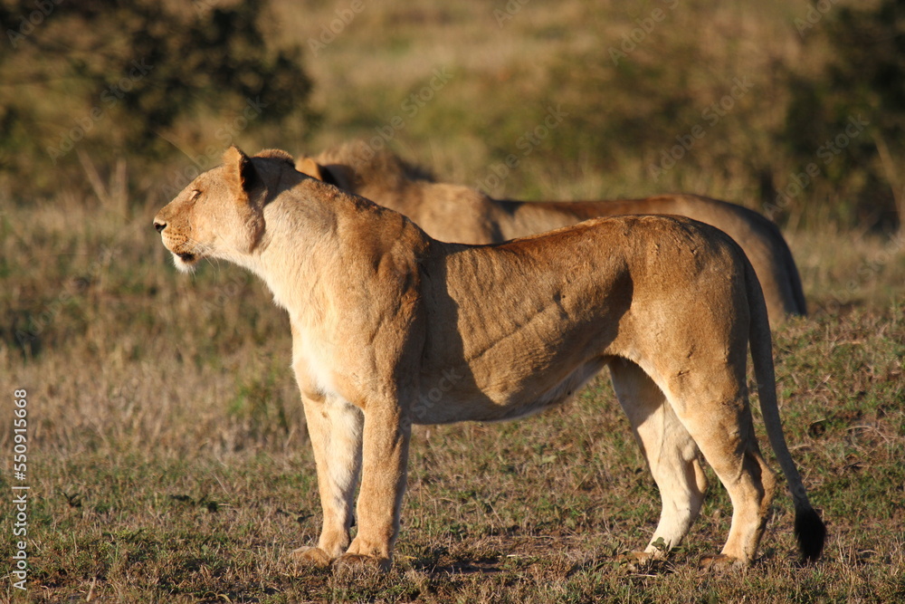 Two lioneses watching out for a hunt Two lioneses watching out for a hunt