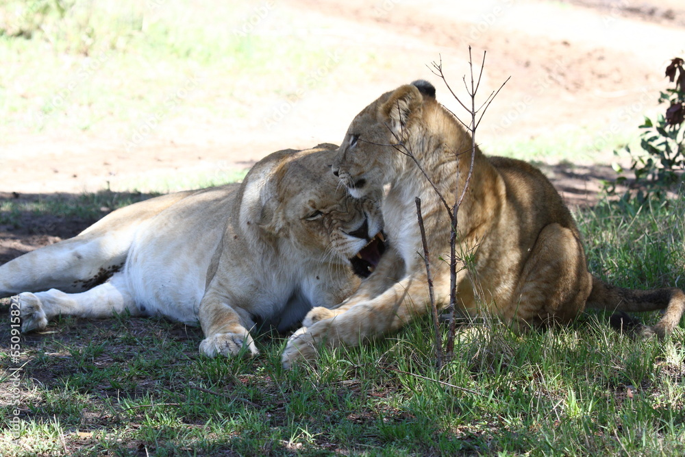 Mama lioness roaring at her bad-behaving lion son Mama lioness roaring at her bad-behaving lion son