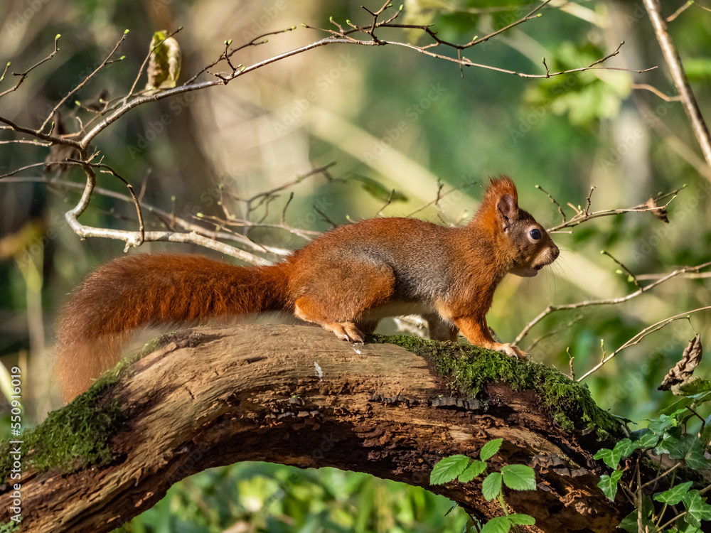 The endangered red squirrel on Anglesey The endangered red squirrel on Anglesey