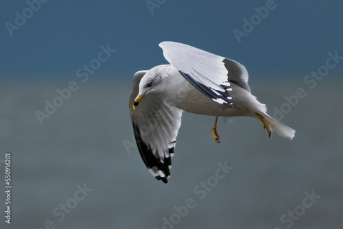 Ring-billed gull (Larus delawarensis) flying over Lake Erie.