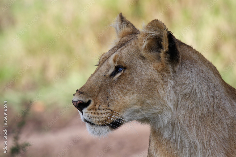Portrait of an alerted lioness looking for prey Portrait of an alerted lioness looking for prey