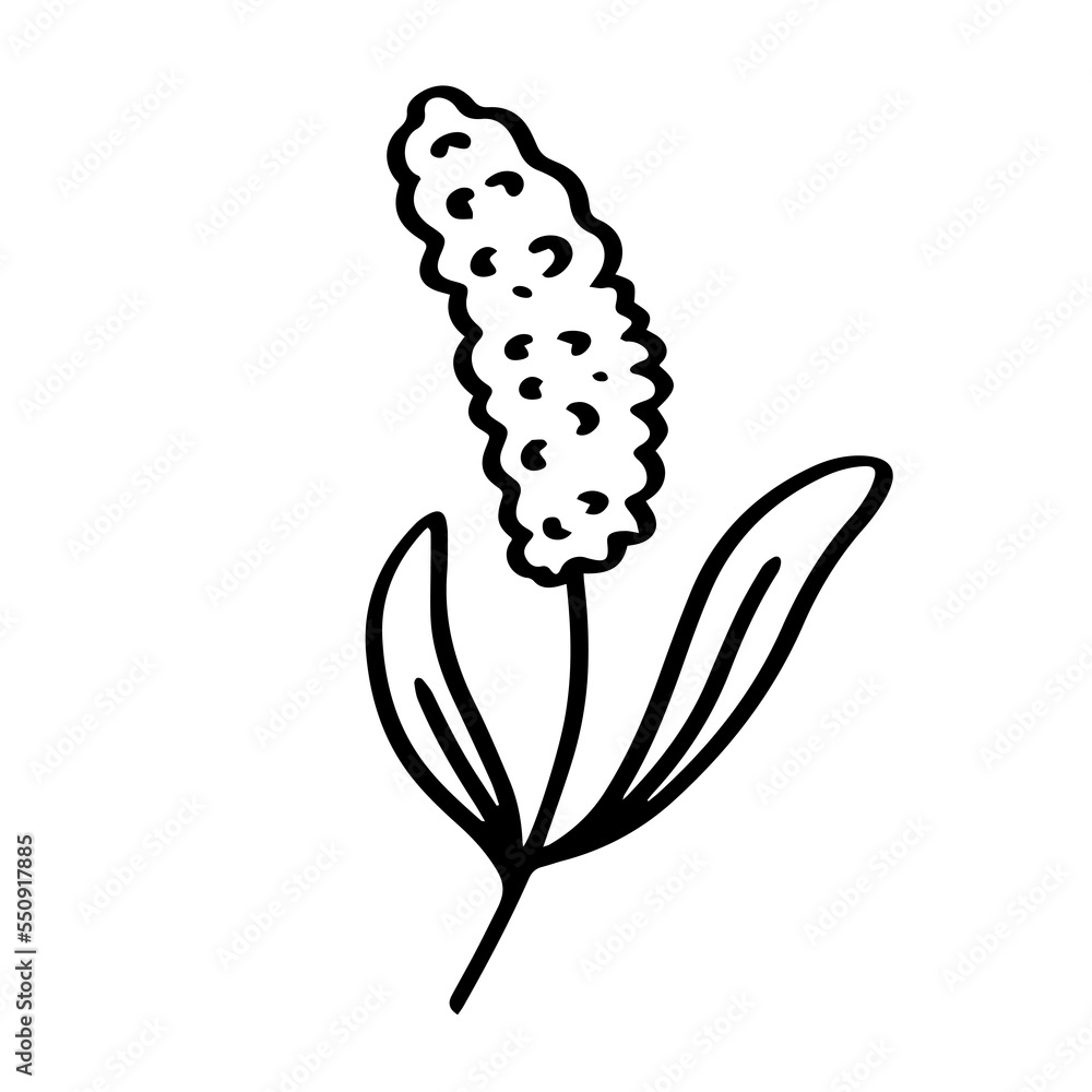 Lavender hand drawn illustration Lavender hand drawn illustration