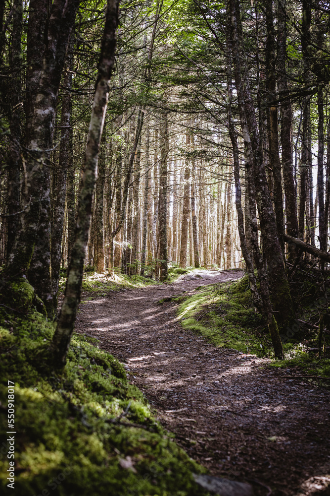 Obraz premium wide t rail meanders through dappled light and pine forest in Maine