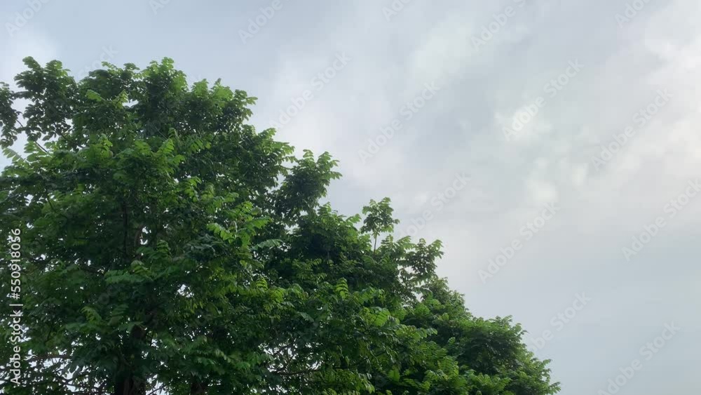 afternoon looking up blue sky above the tree with birds flying around it afternoon looking up blue sky above the tree with birds flying around it
