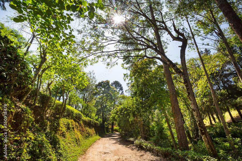 Fototapeta premium Tea plantation
