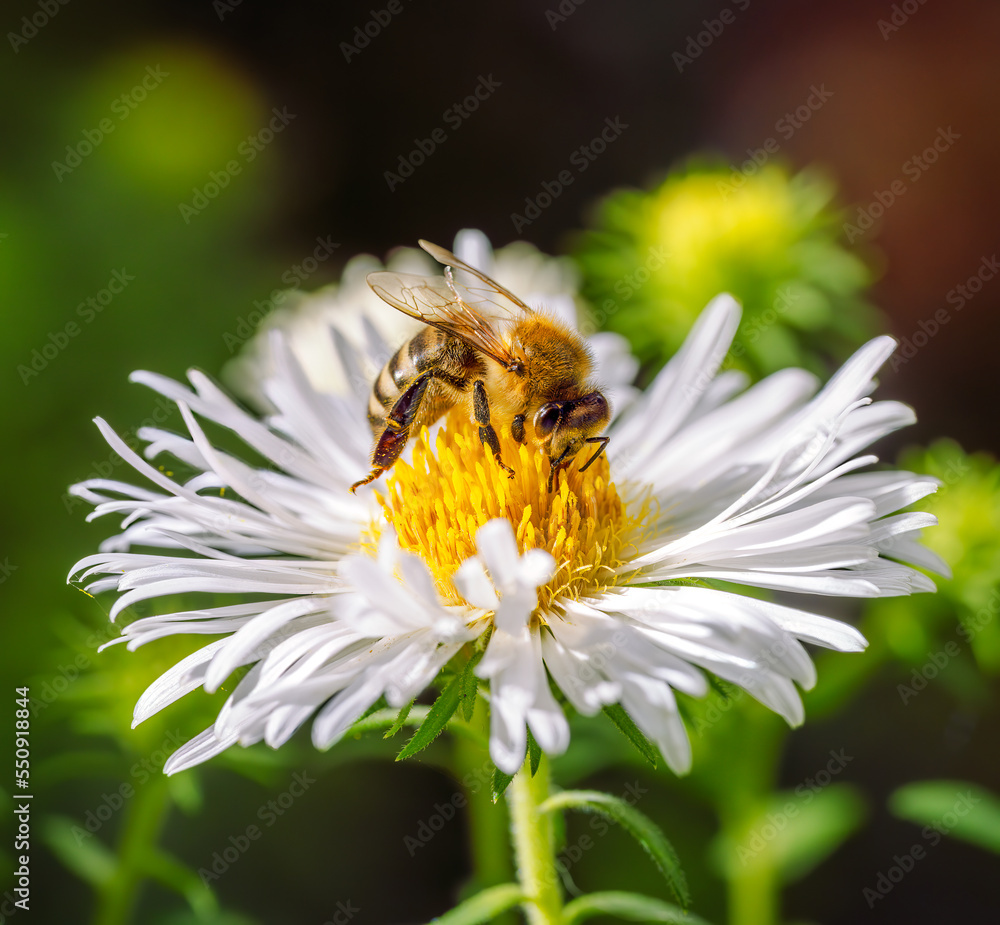 Bee pollinating on an aster flower Bee pollinating on an aster flower