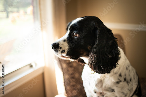 Springer Spaniel sitting in a chair looking out a window