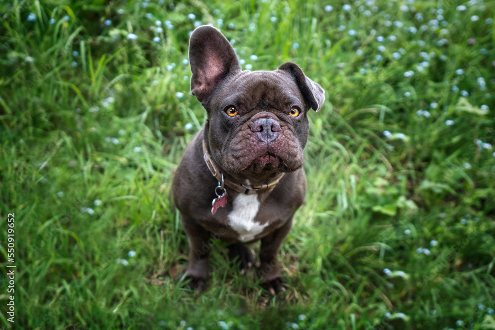 French Bulldog looking at the camera one ear up one ear down