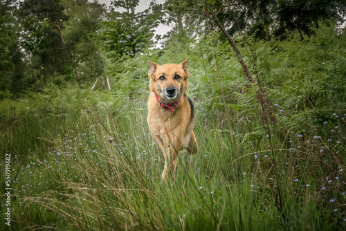 German Shepherd Saluki Cross in a field