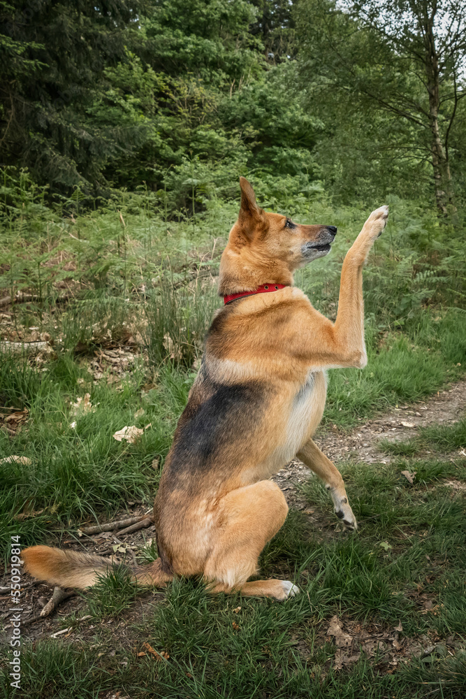 Naklejka premium German Shepherd Saluki Cross giving paw
