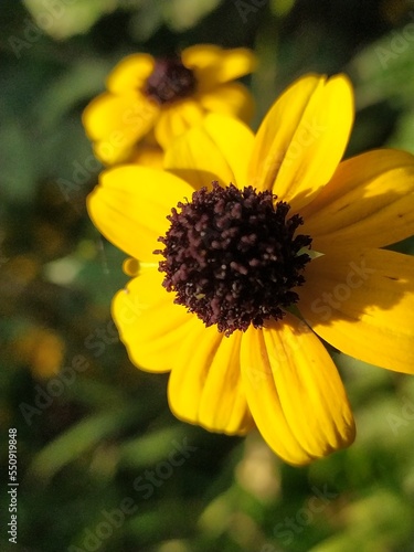 Rudbeckia triloba