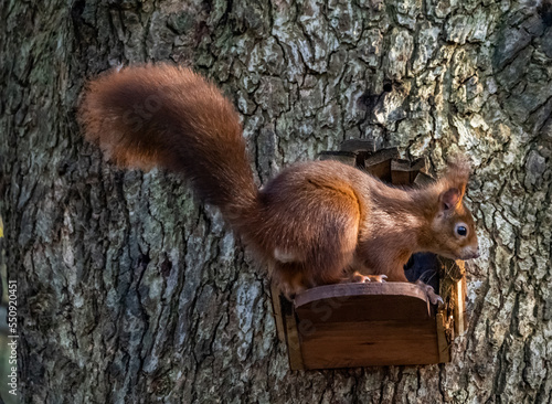 The endangered red squirrel on Anglesey  photo