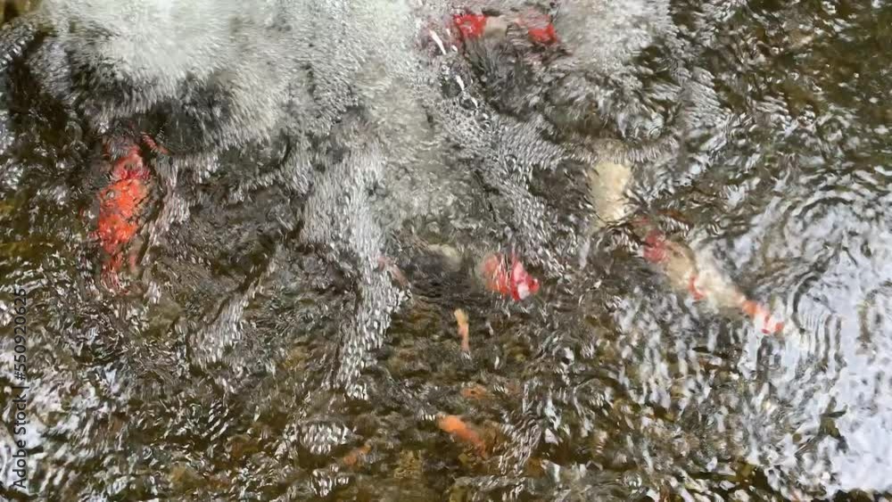 Some Asian Koi Fish swimming under the water ripple. Beautiful Asian Koi Fish or Fancy Carps Fish in the pond.