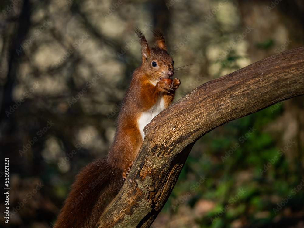 The endangered red squirrel on Anglesey The endangered red squirrel on Anglesey
