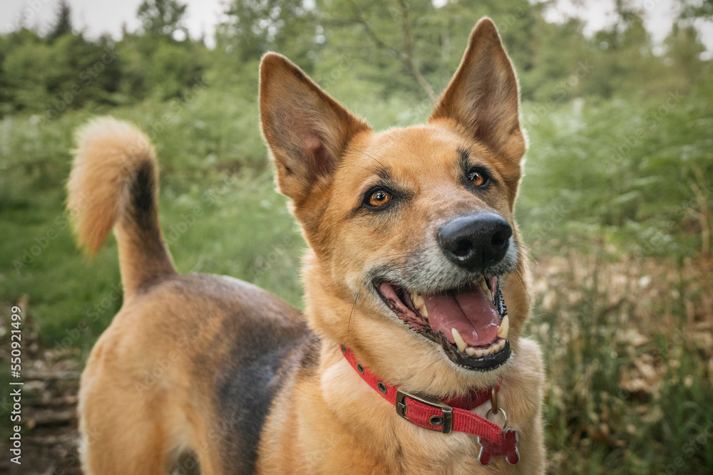 German Shepherd Saluki Cross in the forest