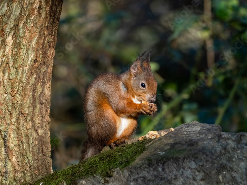 The endangered red squirrel on Anglesey  © Gail Johnson