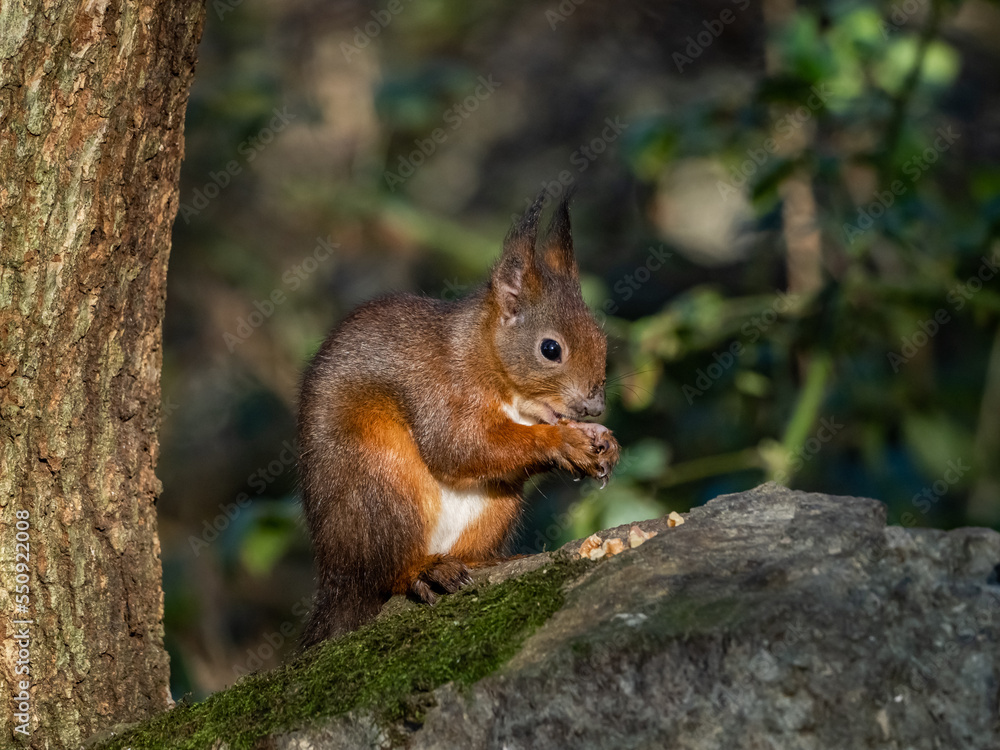 The endangered red squirrel on Anglesey The endangered red squirrel on Anglesey
