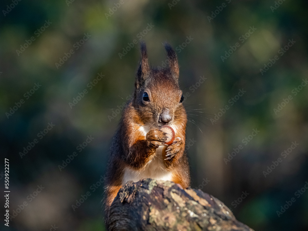 The endangered red Squirrel on the isle of Anglesey The endangered red Squirrel on the isle of Anglesey