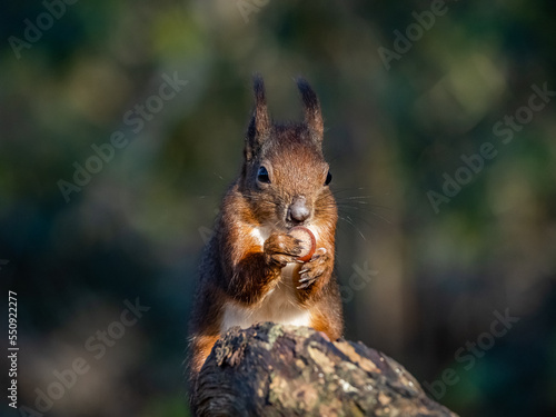 The endangered red Squirrel on the isle of Anglesey 