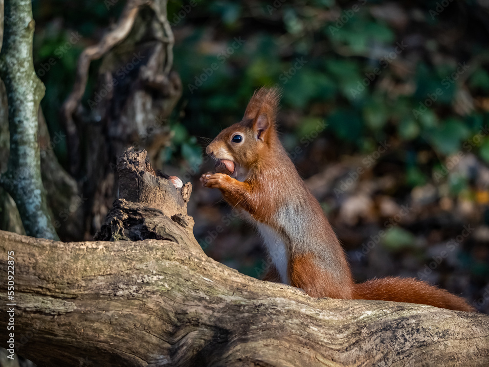 The endangered red Squirrel on the isle of Anglesey The endangered red Squirrel on the isle of Anglesey