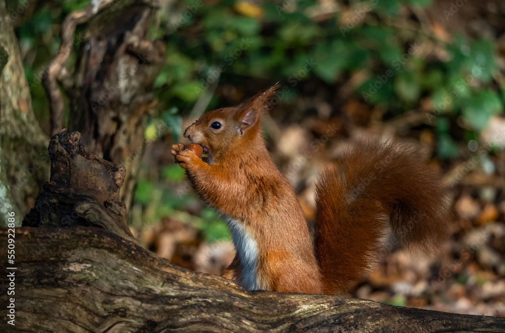 The endangered red Squirrel on the isle of Anglesey The endangered red Squirrel on the isle of Anglesey