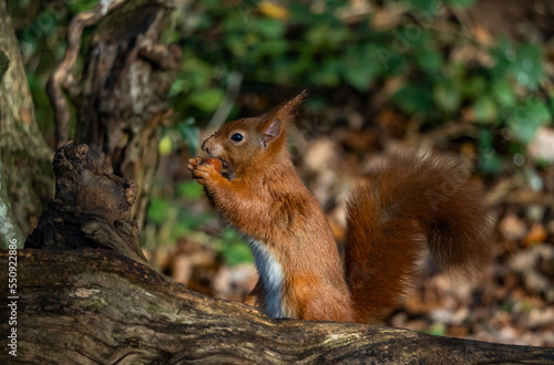 The endangered red Squirrel on the isle of Anglesey 
