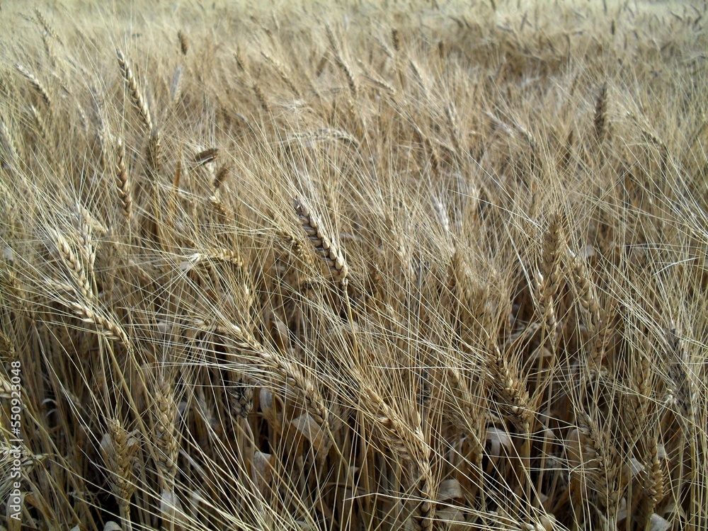 Fototapeta premium spikelets of wheat