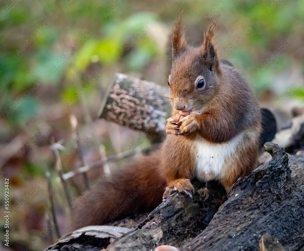 The endangered red Squirrel on the isle of Anglesey The endangered red Squirrel on the isle of Anglesey