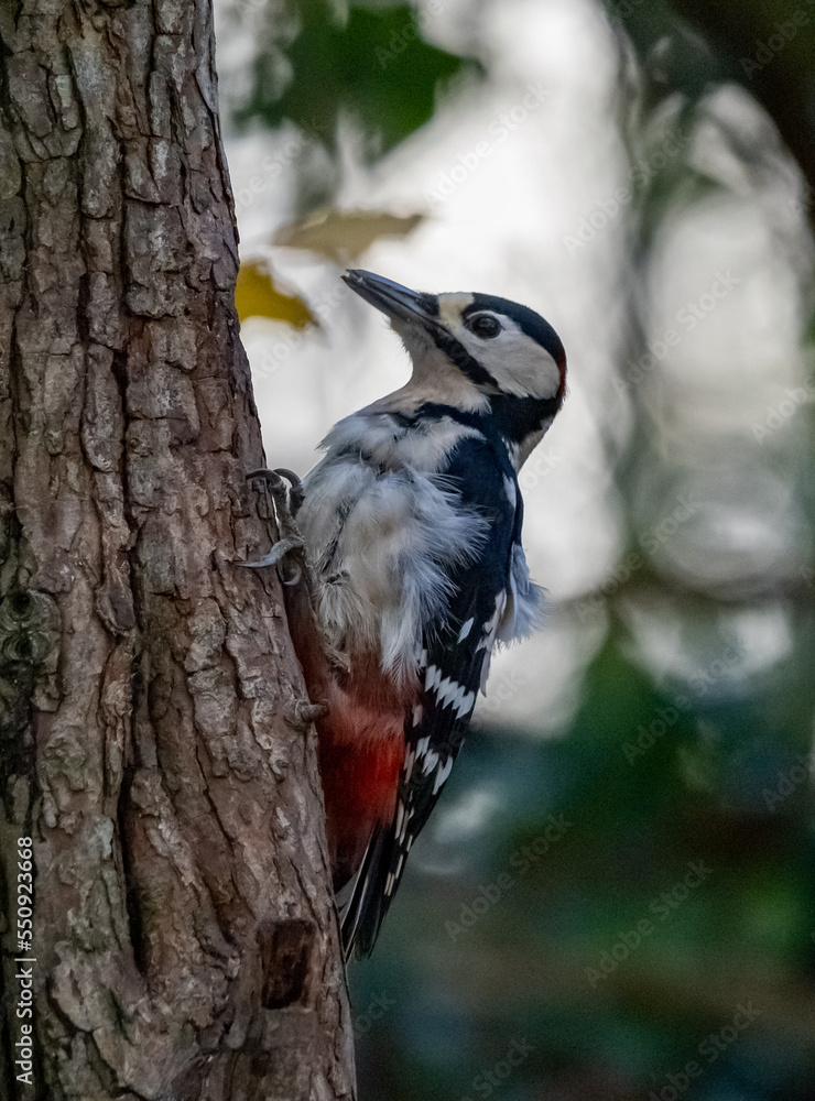 Naklejka premium Woodpecker Views around the North wales island of Anglesey
