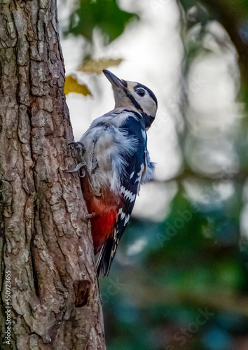 Woodpecker Views around the North wales island of Anglesey