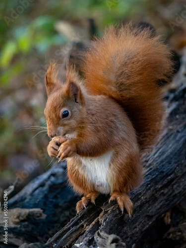 The endangered red Squirrel on the isle of Anglesey  © Gail Johnson