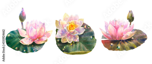 Botanical watercolor illustration set of water lily with dew drops on white background.
