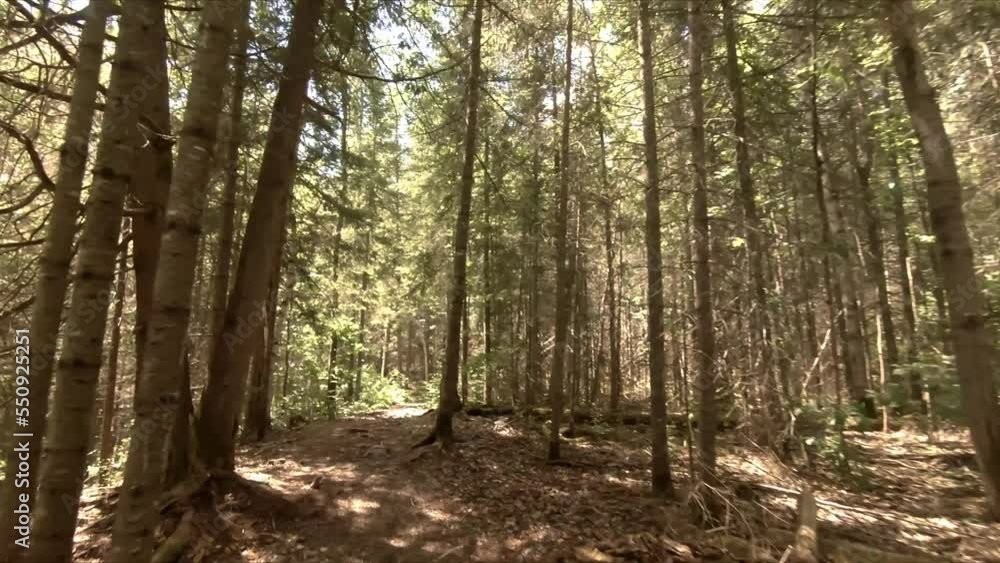 taking a walk in the woods at a local hiking trail. taking a walk in the woods at a local hiking trail.
