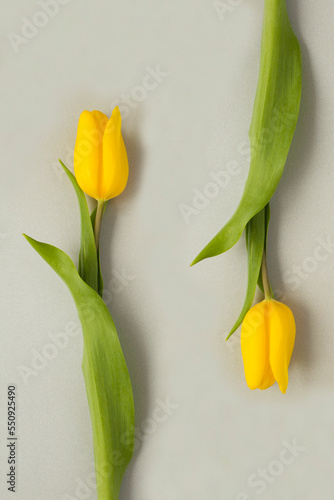 Yellow tulips on the gray background. Close-up. Location vertical.
