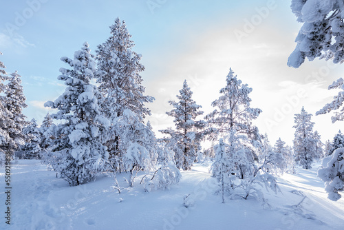 Winter landscape with snowy trees on a mountain in National Park in Finland.