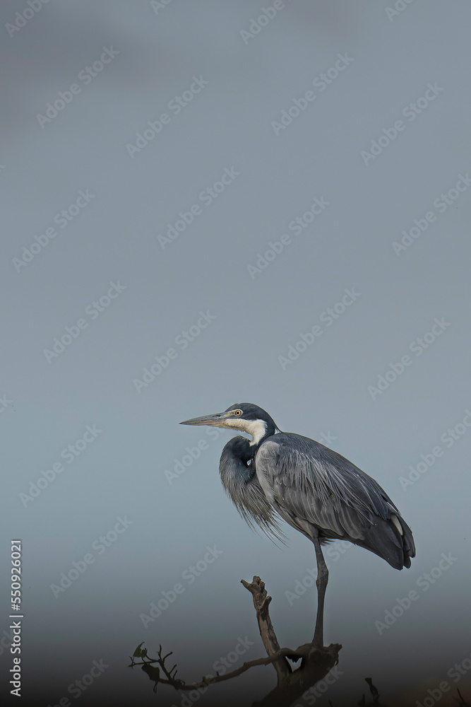 Grey heron takes up a roosting place in the evening. Masai Mara, Kenya Grey heron takes up a roosting place in the evening. Masai Mara, Kenya