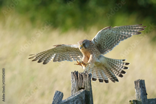 Foto European kestrel shoots out the talons in preparation for landing on a wooden fe