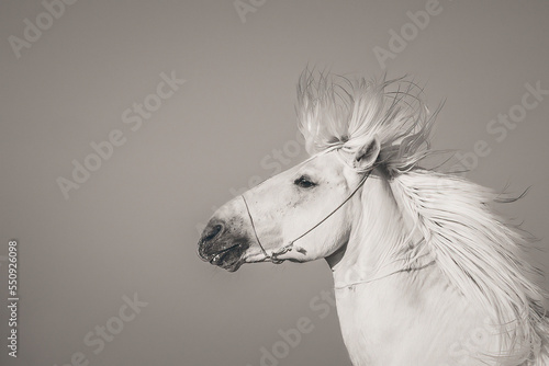 Schilderij op canvas Stallion. White horse of the Camargue, South of France.