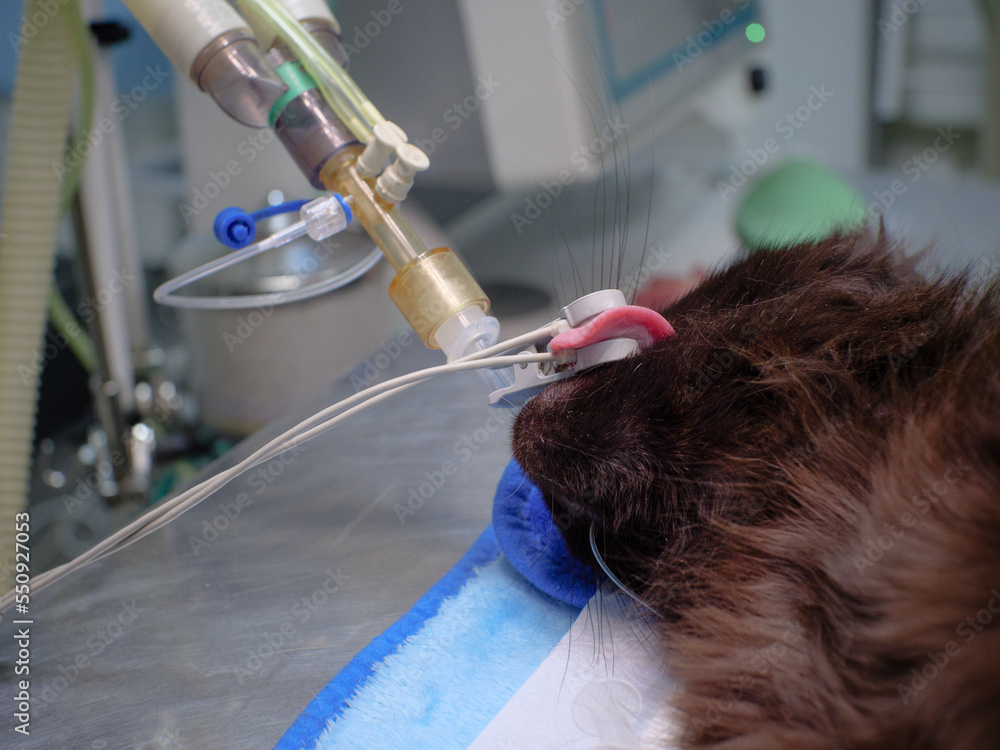On the operating table lies a cat in an endotracheal tube in the